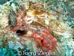 Giant Mantis Shrimp

Mataking - Sabah - Borneo - Malaysia by Juerg Ziegler 